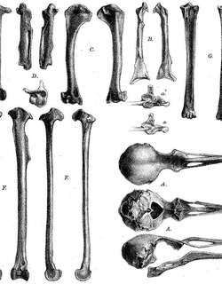 羅迪椋鳥 / Rodrigues Starling / Necropsar rodericanus