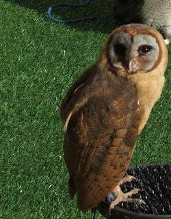 灰面鸮 / Ashy-faced Owl / Tyto glaucops