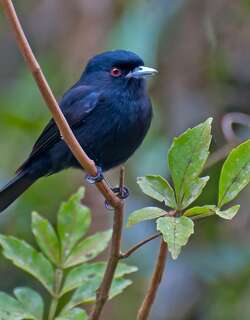 蓝嘴黑霸鹟 / Blue-billed Black Tyrant / Knipolegus cyanirostris