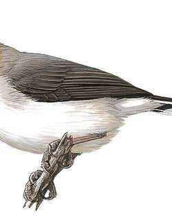 栗冠凤鹛 / Chestnut-crested Yuhina / Staphida everetti