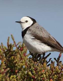 白额澳䳭 / White-fronted Chat / Epthianura albifrons