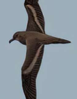 纯褐鹱 / Bulwer’s Petrel
