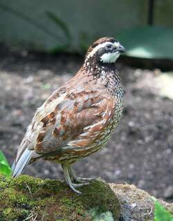山齿鹑 / Northern Bobwhite / Colinus virginianus