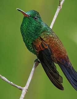 铜尾彗星蜂鸟 / Bronze-tailed Comet / Polyonymus caroli