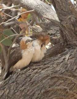裸颊鸫鹛 / Bare-cheeked Babbler / Turdoides gymnogenys