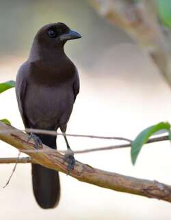 淡紫蓝鸦 / Purplish Jay / Cyanocorax cyanomelas