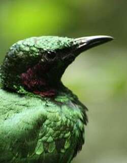 翠辉椋鸟 / Emerald Starling / Lamprotornis iris