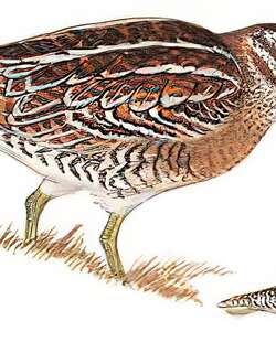 孤沙锥 / Solitary Snipe / Gallinago solitaria