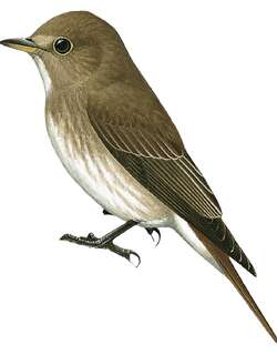 褐纹鹟 / Brown-streaked Flycatcher / Muscicapa williamsoni