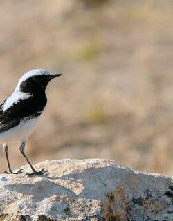 芬氏䳭 / Finsch’s Wheatear / Oenanthe finschii