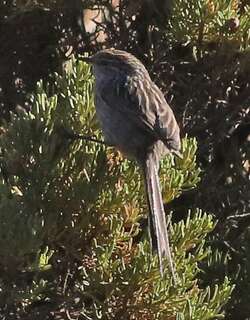 纹针尾雀 / Streak-backed Tit-Spinetail / Leptasthenura striata