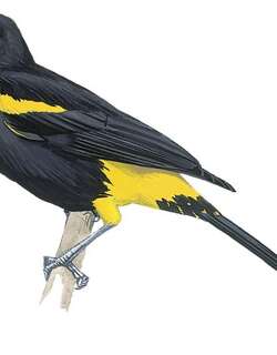 波多黎各拟鹂 / Puerto Rican Oriole / Icterus portoricensis