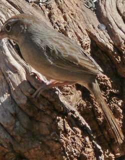 棕顶猛雀鹀 / Rufous-crowned Sparrow / Aimophila ruficeps