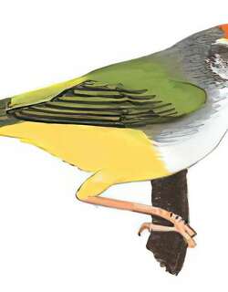 金头缝叶莺 / Mountain Tailorbird / Phyllergates cucullatus