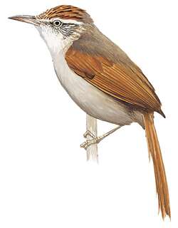 纹冠针尾雀 / Streak-capped Spinetail / Cranioleuca hellmayri