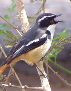 白喉歌䳭 / White-throated Robin-Chat / Cossypha humeralis
