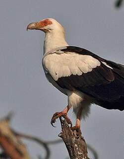 棕榈鹫 / Palm-nut Vulture / Gypohierax angolensis