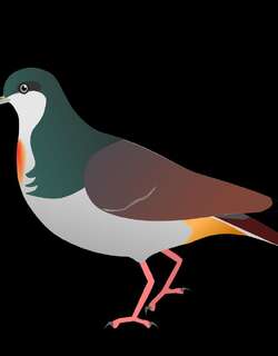 塔维鸡鸠 / Sulu Bleeding-heart / Gallicolumba menagei