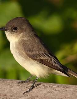 灰胸长尾霸鹟 / Eastern Phoebe / Sayornis phoebe
