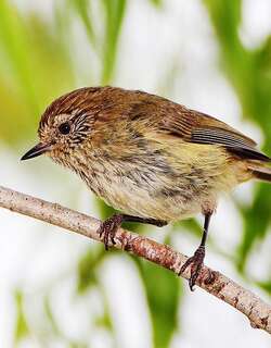 纵纹刺嘴莺 / Striated Thornbill / Acanthiza lineata