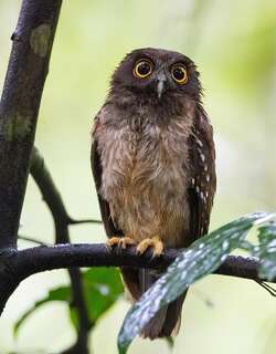 赭腹鹰鸮 / Ochre-bellied Boobook / Ninox ochracea