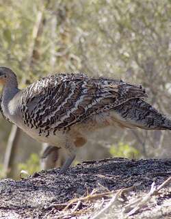 斑眼塚雉 / Malleefowl / Leipoa ocellata