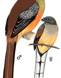 橙胸咬鹃 / Orange-breasted Trogon / Harpactes oreskios