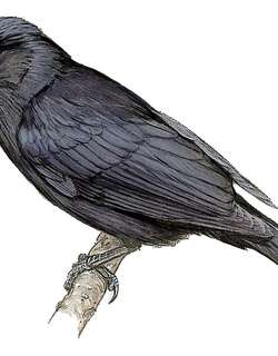 夏氏卷尾 / Sharpe’s Drongo / Dicrurus sharpei