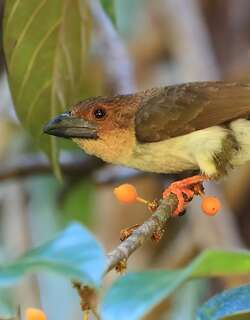 褐拟䴕 / Brown Barbet / Caloramphus fuliginosus