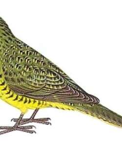 夜鹦鹉 / Night Parrot / Pezoporus occidentalis