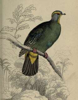 蓝顶果鸠 / Blue-capped Fruit Dove / Ptilinopus monacha