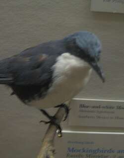 蓝白嘲鸫 / Blue-and-white Mockingbird / Melanotis hypoleucus
