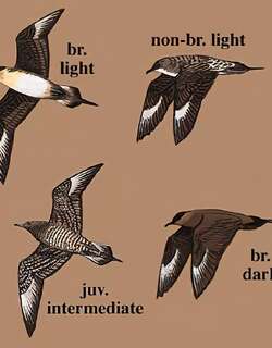 短尾贼鸥 / Parasitic Jaeger / Stercorarius parasiticus