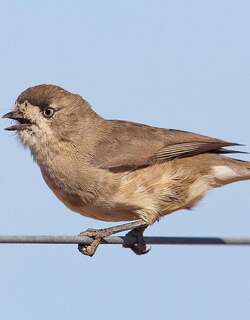 白脸刺莺 / Southern Whiteface / Aphelocephala leucopsis