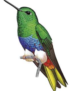 彩毛腿蜂鸟 / Colorful Puffleg / Eriocnemis mirabilis