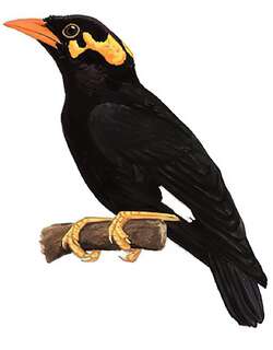 鹩哥 / Common Hill Myna / Gracula religiosa