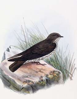 布氏原燕 / Brazza’s Martin / Phedina brazzae