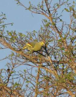 松巴绿鸠 / Sumba Green Pigeon / Treron teysmannii