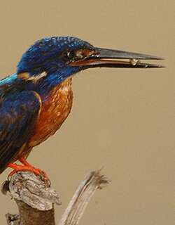 闪蓝翠鸟 / Shining-blue Kingfisher / Alcedo quadribrachys