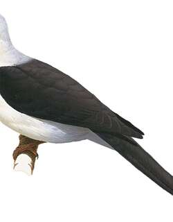 黑白长尾鸠 / Pied Cuckoo-Dove / Reinwardtoena browni