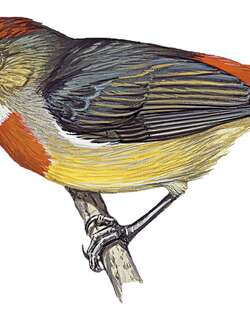 路易啄花鸟 / Louisiade Flowerpecker / Dicaeum nitidum