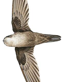 巴布亚金丝燕 / Three-toed Swiftlet / Aerodramus papuensis