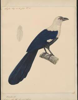 杂色鸦鹃 / White-necked Coucal / Centropus ateralbus