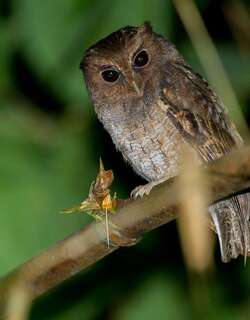 哥伦比亚角鸮 / Colombian Screech Owl / Megascops colombianus