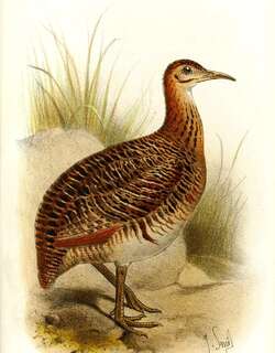 秘鲁红翅䳍 / Huayco Tinamou / Rhynchotus maculicollis