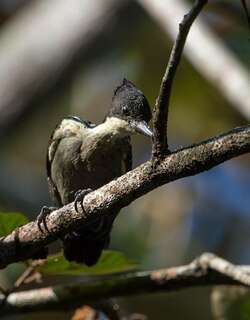 黑冠啄木鸟 / Heart-spotted Woodpecker / Hemicircus canente