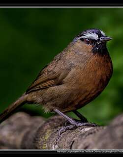 灰颈噪鹛 / Nilgiri Laughingthrush / Montecincla cachinnans