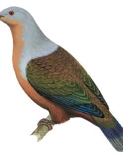 红胸皇鸠 / Rufescent Imperial Pigeon / Ducula chalconota