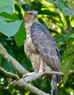 华氏鹰雕 / Wallace’s Hawk-Eagle / Nisaetus nanus