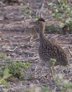 灰斑䳍 / Brushland Tinamou / Nothoprocta cinerascens